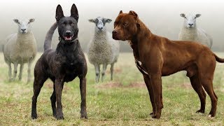 These Are 10 Best Farm Dog Breeds