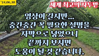 비오는 자두밭 - 세계 최고의 자두나무 수형 - 2본 다주지 (V-UFO) - 도담, 대석, 추희