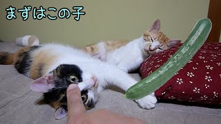 Will cats be surprised if set up a cucumber prank for the first time?[For calico cat]