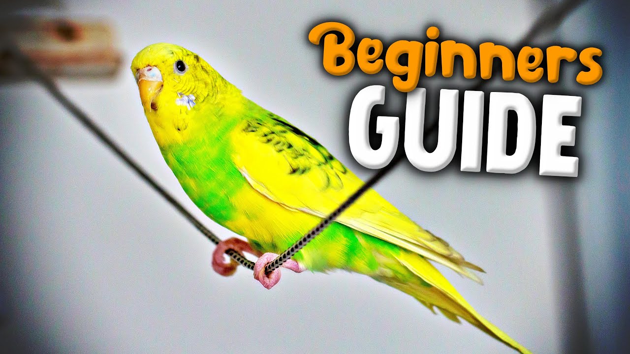 How To Take Care Of A Parakeet | Beginner's Guide To Pet Birds - YouTube