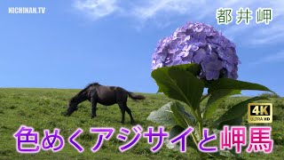 色めくアジサイと岬馬　都井岬（4K / 宮崎県串間市）