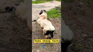 #Tuba sheep farm # show sheep 🤩