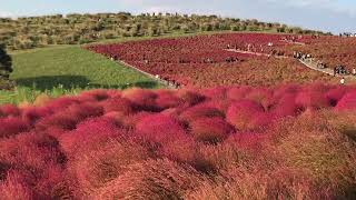 Bushes turn red！ at Hitachi Seaside Park, Tochigi Japan