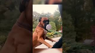 Funny Pets | 2024😂 Funny Dogs And Funny Cats Videos 🐱 🐕 😄 #141