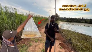 രണ്ടു ചാള വേണം ഈ വരാലിനു ഒരു ദിവസം || ചൂണ്ടയിട്ട് കിട്ടിയ വരാൽ ഫുഡിയാണെന്നു തോന്നുന്നു 🤯