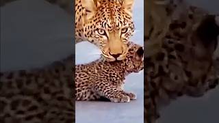 Leopard Teaching Cub to Cross Road – Jaw-Dropping Wildlife Footage