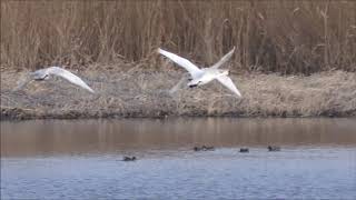 白鳥に必ず会える！ガバ沼と多々良沼