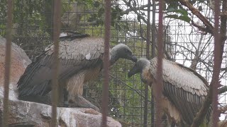 コシジロハゲワシ  American white-backed vulture Ueno Zoo,Tokyo,Japan,上野動物園