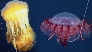 Deep Ocean: 10 Hours of Relaxing Oceanscapes | BBC Earth