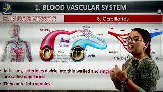 Double Circulation | Heart | Blood Vessels | Class 12th | Biology| Circulation ❤️