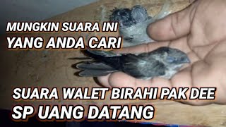 SP UANG DATANG part 1 Suara walet birahi original Pak Dee super jernih dan joss