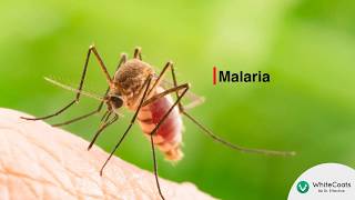 WhiteCoats | Medical Insights | An Overview of Malaria