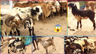 Market Video || |Mall Mallepally Market #viral #shorts #sheep #explore