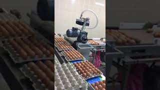 Vakumlu Yumurta Aktarma Makinesi (Egg Loader) 25.000 adet/sa. (Tasnif, Toplama)