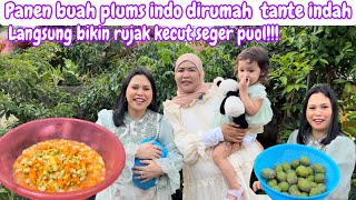 PANEN BUAH PLUMS INDO DI RUMAH TANTE INDAH || SILATURAHMI KE RUMAH KELUARGA