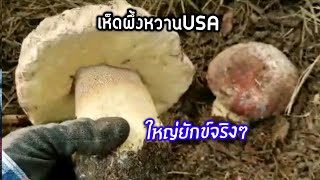 Ep.2 2/2 เก็บเห็ดผึ้งหวานต่อค่ะ ยิ่งเก็บยิ่งเจอ🍄King bolete Mushrooms 🍄 May19,2020