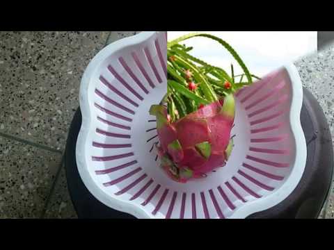 Dragon Fruit - Cutting & uses Dragon Fruit - Cutting & uses