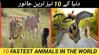 10 Fastest Animals In The World