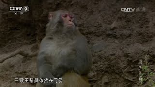 猴王争霸失败大势已去 竞选者大壮被逐出猴群在深山中孤独终老！《猴王争霸》【CCTV纪录】