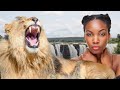 African safari adventure: Exploring Botswana, Zimbabwe, and Zambia