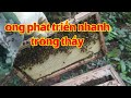 Ong phát triển nhanh trông thấy| Ong Rừng HD