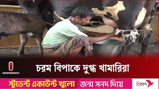 The farm owners claim that the loss is about thousands of crores of rupees per day Cow Farmers | Independent TV