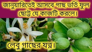 জানুয়ারিতেই লেবু গাছ ভর্তি ফুল পেতে অক্টোবর মাসের শেষে যে কাজটি করতে হবে। Lemon tree care tips.