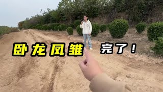 卧龙凤雏！完了！妹子手机自爆了？