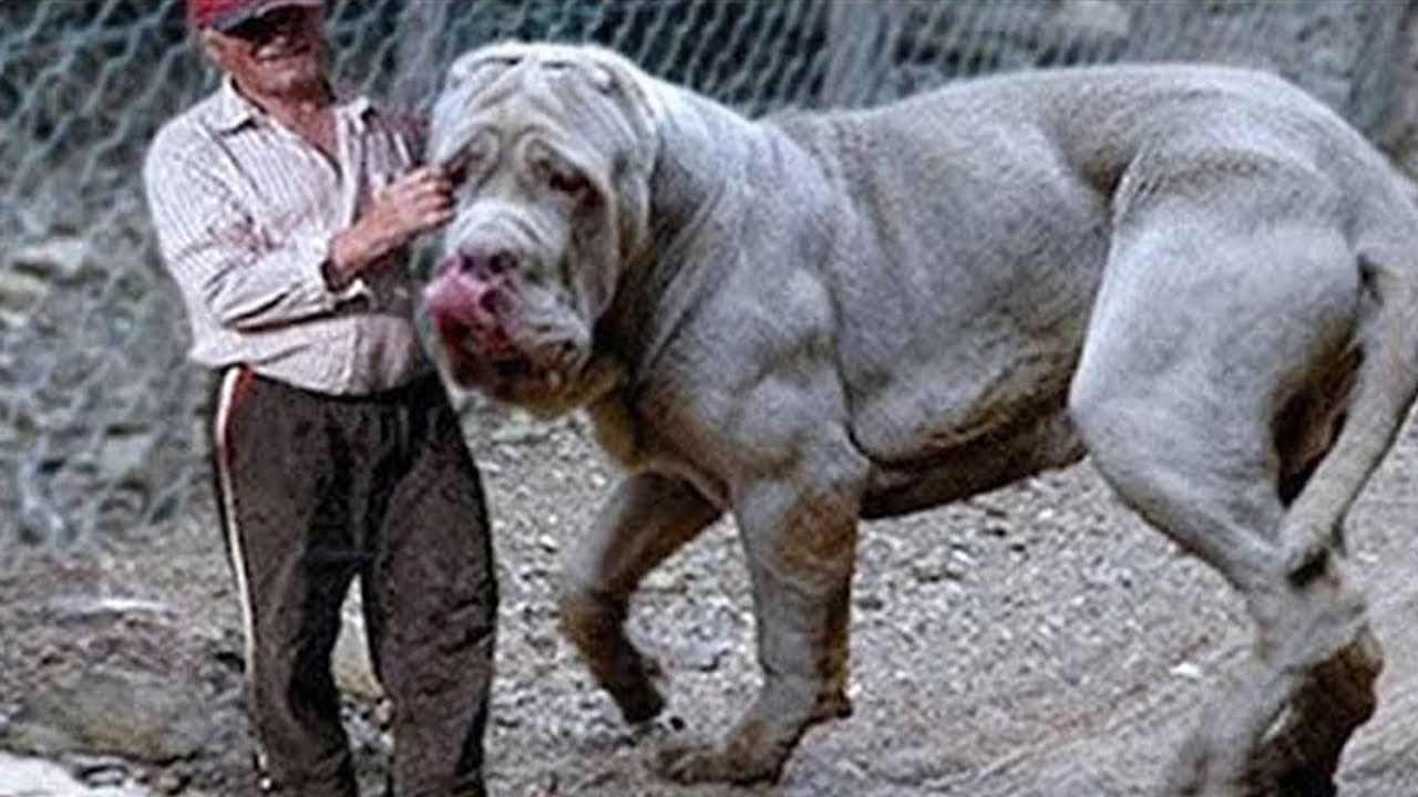 Top 20 Biggest Dog Breeds In The World - YouTube