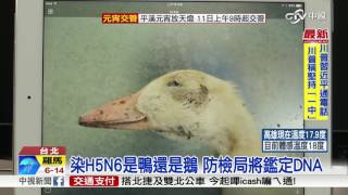 染H5N6是鴨還是鵝 防檢局將鑑定DNA│中視新聞 20170210