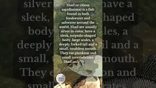 What is a Shad?