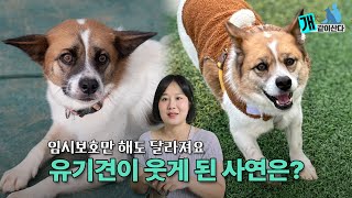 유기견의 또 다른 기회, 임시보호 이야기 l (입양 전제 임보, 초보 임보자, 임보자교육)