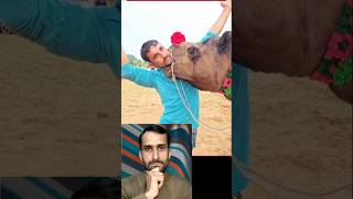 camel attack on men #trending #viral #reels #instagram #respect #trendingshorts