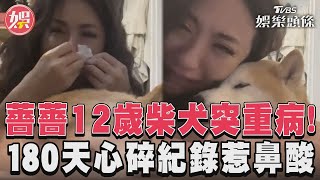 薔薔12歲柴犬突重病！　180天心碎紀錄惹鼻酸｜TVBS娛樂頭條