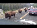 bison hits car in yellowstone