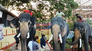 മുകുന്ദൻ | പരമേശ്വരൻ | ഗംഗാധരൻ || പുതുശ്ശേരി കുമ്മാട്ടി 2023 || pudussery kummatti 2023