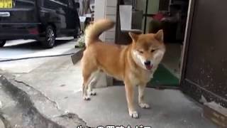 柴犬クンタと小梅の保湿＆氷のプレゼント