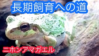 【アマガエル飼育】ニホンアマガエル長期飼育への道No.1飼育ケース選び