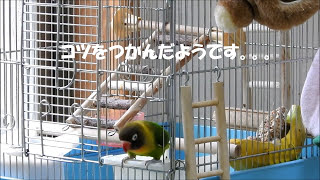 ボタンインコ大脱走