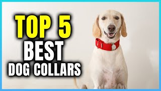 Top 5 Best Dog Collars | Extreme Reviewer