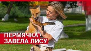 Пермячка завела дома лису с крутым нравом и смешными глазами | 59.RU