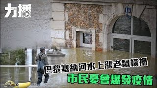 巴黎塞納河水上漲老鼠橫禍 市民憂會爆發疫情