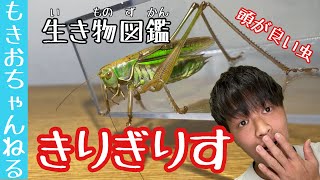 頭が良い虫！キリギリスの紹介！