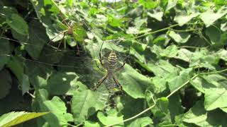 ナガコガネグモ/Argiope bruennichi 07幼体\u0026オス_200813_ガイコツ山