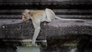 Monkey Videos  Funny and Cute Monkey Video Compilation