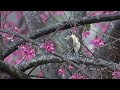 大雪山櫻花樹上的冠羽畫眉 taiwan yuhina