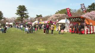 【動画】生きた桜図鑑を鑑賞―松前公園の「さくらまつり」：北海道松前郡松前町| nippon.com