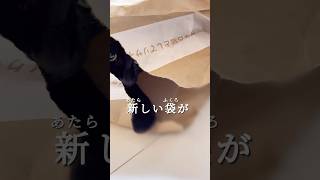 【イタチごっこ】Amazonが好きすぎるクロネコの元にまた荷物が届いたら…期待通りで吹いた。I like Amazon🛍️【ねこ Cat】