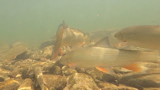 Underwater Video of Fish from Nisava - Underwater Dance of Common Nase \u0026 Barbel