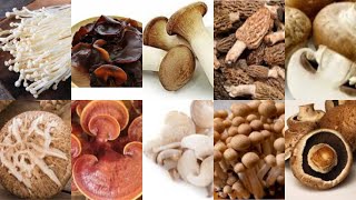 TYPES OF MUSHROOMS THAT CAN BE CONSUMED